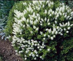 Hebe Pewter Dome (PT5L)