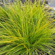 Deschampsia Flexuosa Aurea (PT2L)