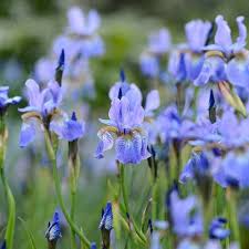 Iris sibrica perrys blue (PT2L)