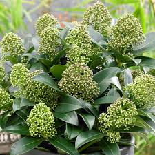 Skimmia Fragrant Cloud (PT3L) 20 - 30cm