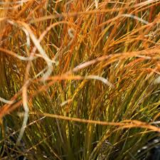 Carex testica prairie fire (PT2L)