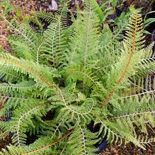 Fern Polystichum setiferum (PT5L)