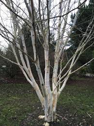 Betula Jacquemontii doorenbos Mult-Stem  (PT70L) 175-200cm