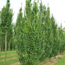 Carpinus betulus lucus  (PT70L) G12-14