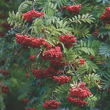 Sorbus auc. edulis  (PT70L) G 10-12