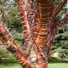 Prunus Serrula  (PT70L) G 12-14