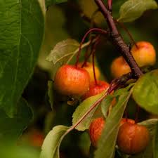 Malus evereste  (PT70L) G 8-10