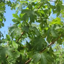 Acer Campestre Elegant  (PT70L) G 10-12