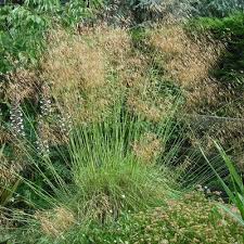 Stipa gigantea (PT5L)