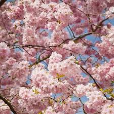 Prunus Accolade (PT60L) G 14 - 16