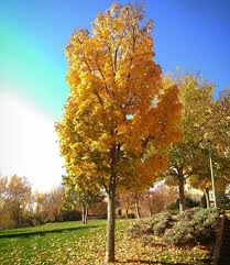 Acer Platanus Columnare (PT50L) G 14 - 16