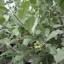 Sorbus aria lutescens  (PT30L) G 8 - 10