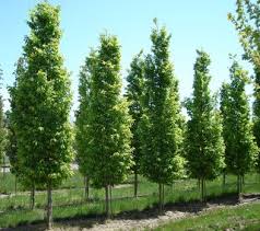 Carpinus betulus frans fontain  (PT60L) G14 - 16