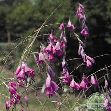 Dierama Pulcherrimum  (PT2L)
