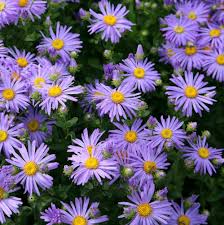 Aster king george (PT2L)