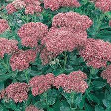 Sedum Autumn Joy (PT3L)