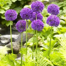Allium purple sensation (PT3L)