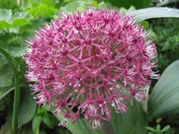 Allium red giant (PT3L)