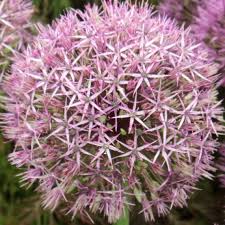 Allium universe (PT3L)