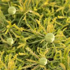 Santolina Lemon Fizz (PT2L)