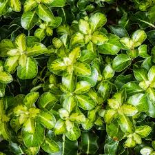 Pittosporum ten. gold star (PT3L)