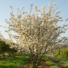 Amelanchier lamarckii Mult-Stem  (PT55L) 120-150cm