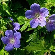 Geranium Brookside (PT2L)
