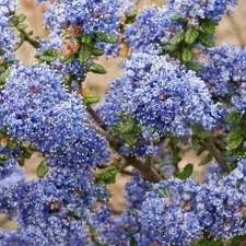 Ceanothus Victoria (PT3L)