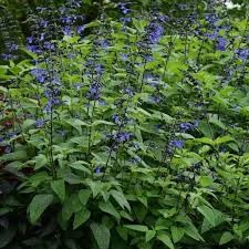 Salvia Blue Suede Shoes